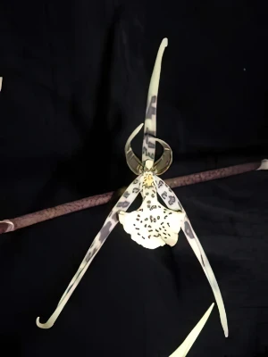 Bild von Brassia maculata 2